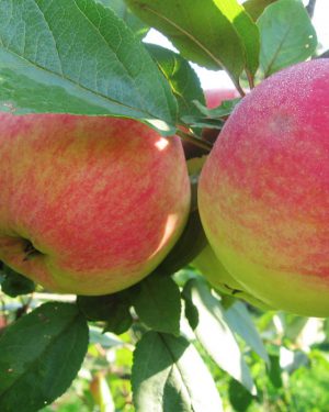 Яблоня Летнее Полосатое Фото Отзывы Яблоня Летнее Полосатое Фото Отзывы